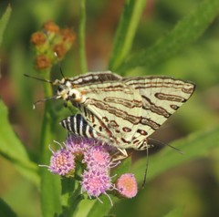 Cigaritis natalensis
