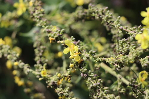 White mullein (Verbascum lychnitis)