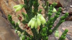 Erica sparrmanni