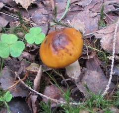 Cortinarius sinapicolor