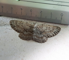 Hypomecis punctinalis