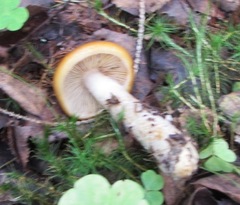 Cortinarius sinapicolor