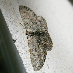 Hypomecis punctinalis