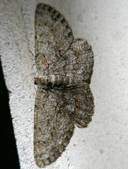 Hypomecis punctinalis