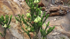 Erica sparrmanni