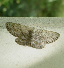 Hypomecis punctinalis