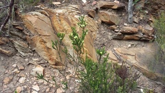 Erica sparrmanni