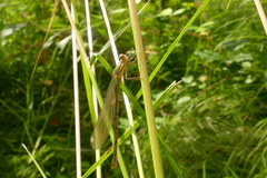 Platycnemis pennipes