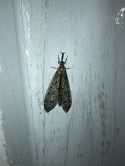 Brachynemurus nebulosus
