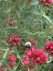 Bombus pascuorum