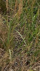 Ovis aries