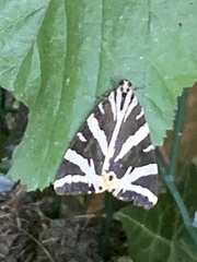 Euplagia quadripunctaria
