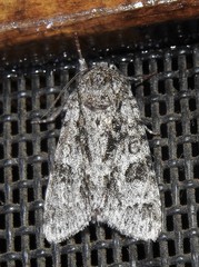 Acronicta hamamelis