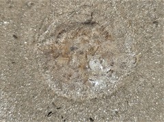 Chrysaora chesapeakei