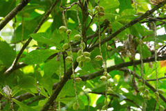 Barringtonia macrostachya