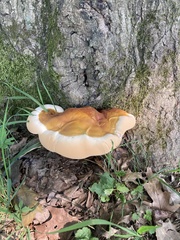 Ganoderma