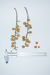 Baccaurea brevipes