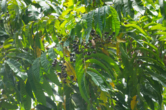Pometia pinnata