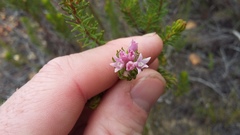 Phylica lachneaeoides