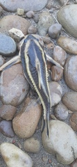 Platydoras armatulus