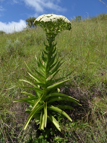 Crassula acinaciformis
