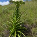 Crassula acinaciformis - Photo (c) Hlengiwe Mtshali,  זכויות יוצרים חלקיות (CC BY-SA), הועלה על ידי Hlengiwe Mtshali