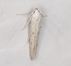 Haplochrois bipunctella