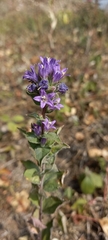 Campanula glomerata farinosa