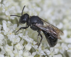 Hylaeus basalis