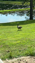 Branta canadensis image