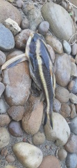Platydoras armatulus