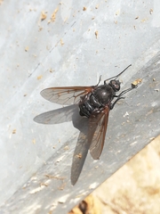 Satyramoeba hetrusca