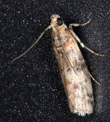 Sciota rubrisparsella