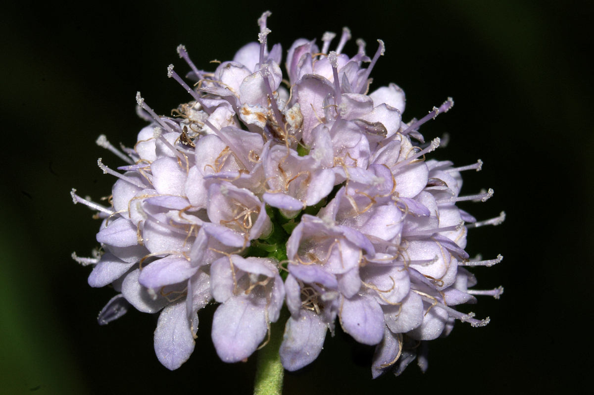 Succisella inflexa