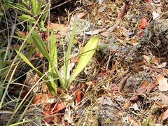 Prosthechea michuacana