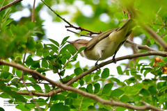 Vireo altiloquus