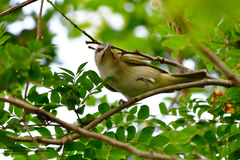 Vireo altiloquus
