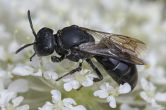 Hylaeus basalis