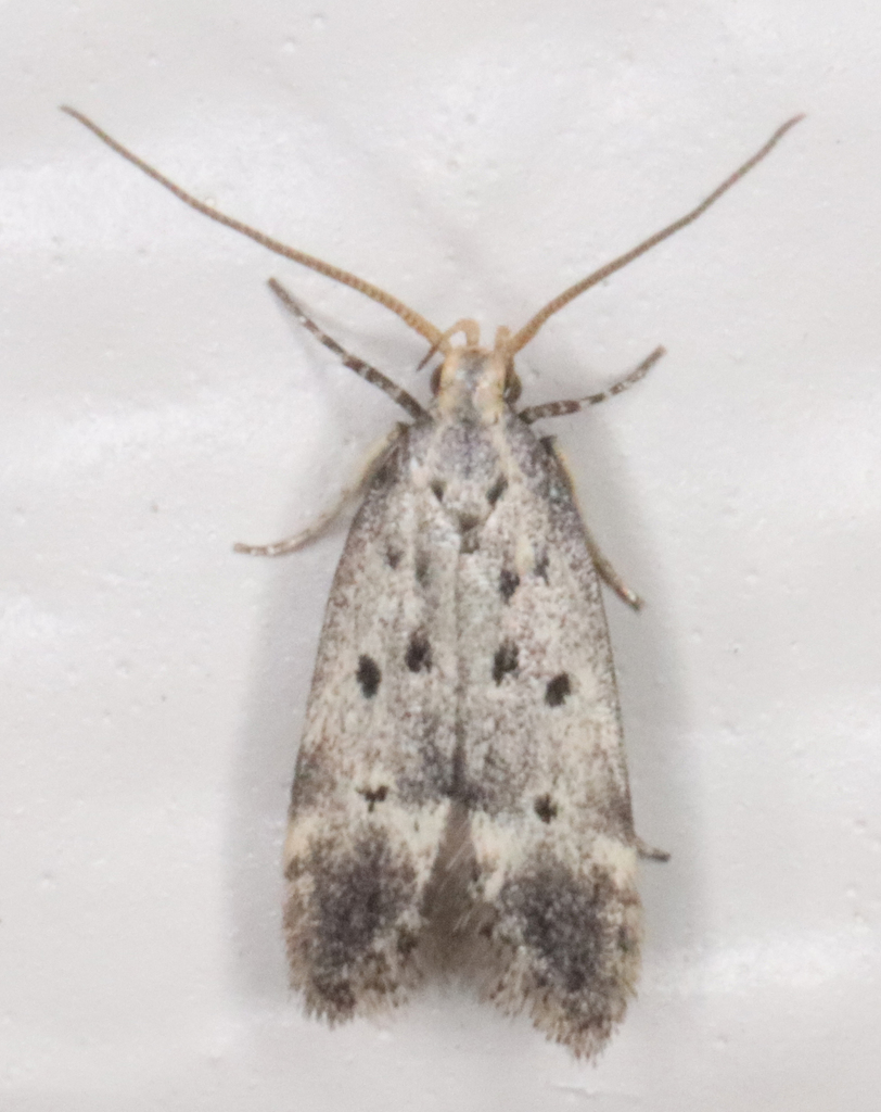 Neodactylota liguritrix