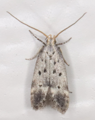Neodactylota liguritrix Hodges, 1966