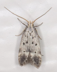 Neodactylota liguritrix