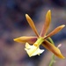 Prosthechea punctulata - Photo (c) orgasmatron, some rights reserved (CC BY-NC), uploaded by orgasmatron