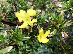 Hibbertia cuneiformis
