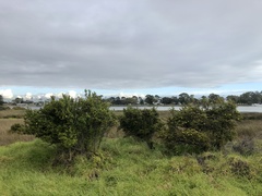 Hibbertia cuneiformis