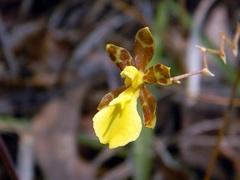 Oncidium graminifolium