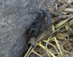 Hottentotta gentili