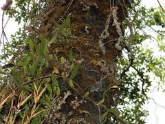Bulbophyllum nagelii