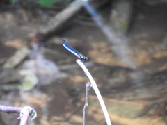 Chlorocypha aphrodite