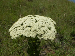 Crassula acinaciformis