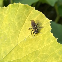 Triepeolus remigatus